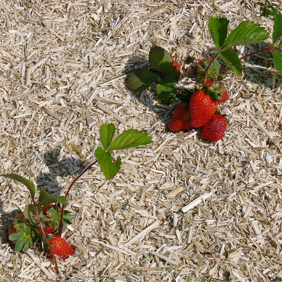 fraise-chanvre