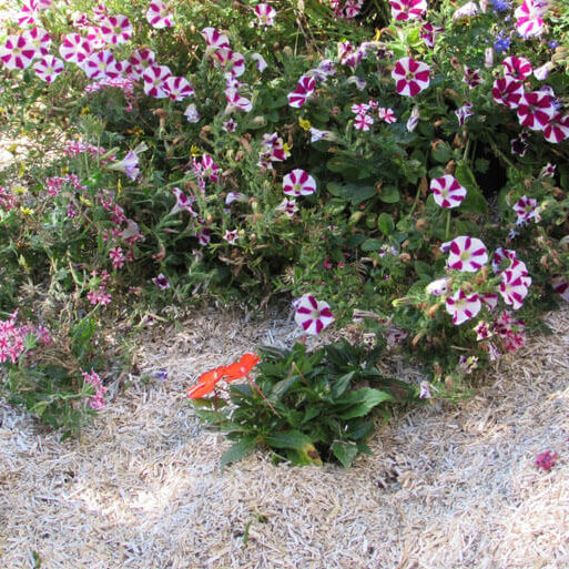 img-jardinage-4